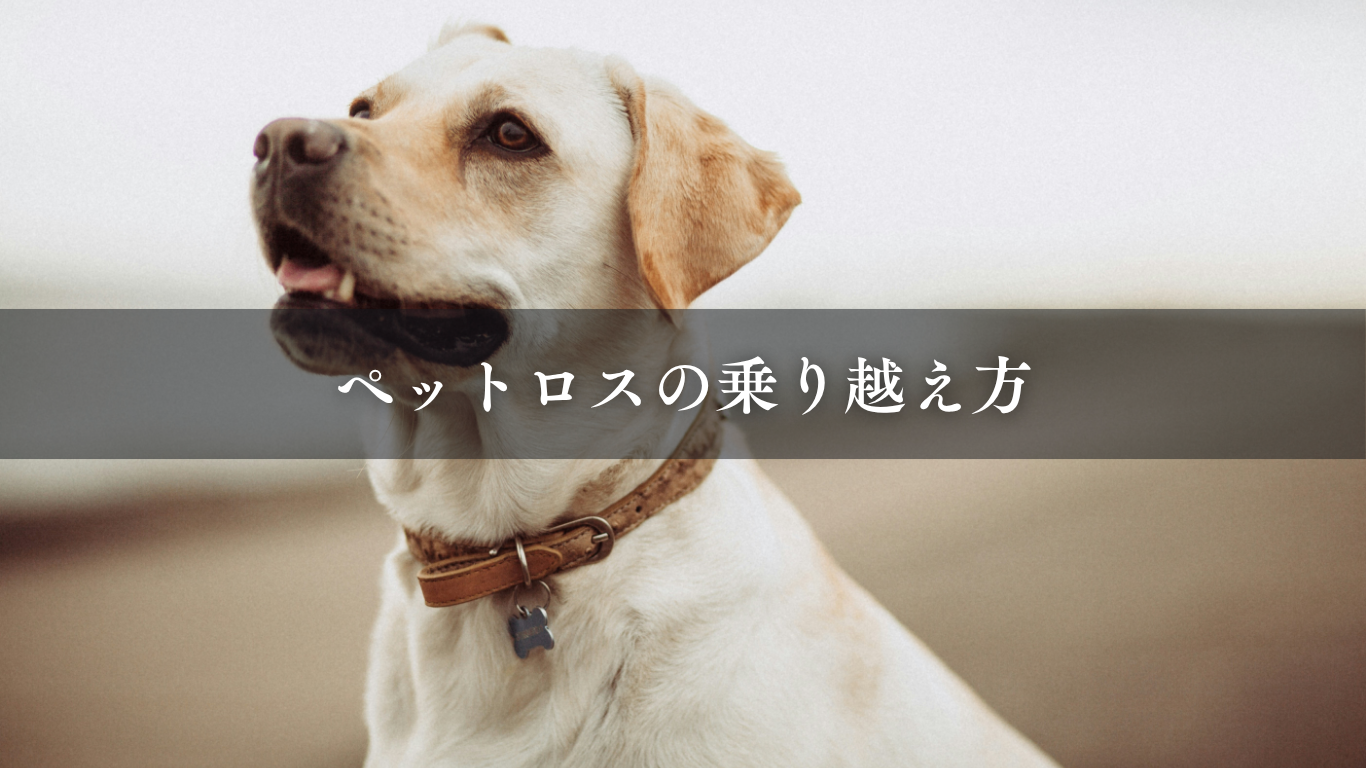 ペットロスの乗り越え方