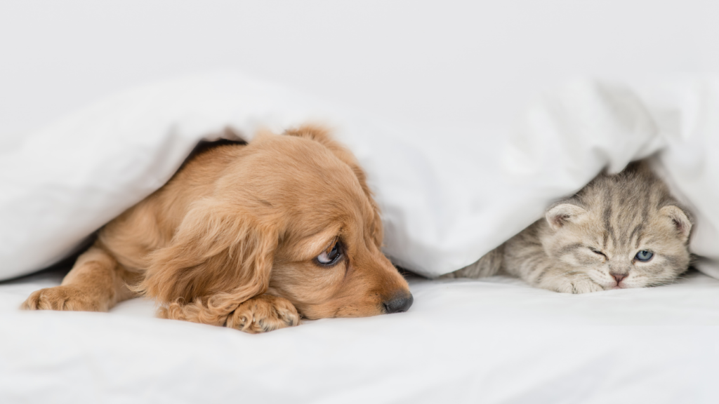 ペット イメージ