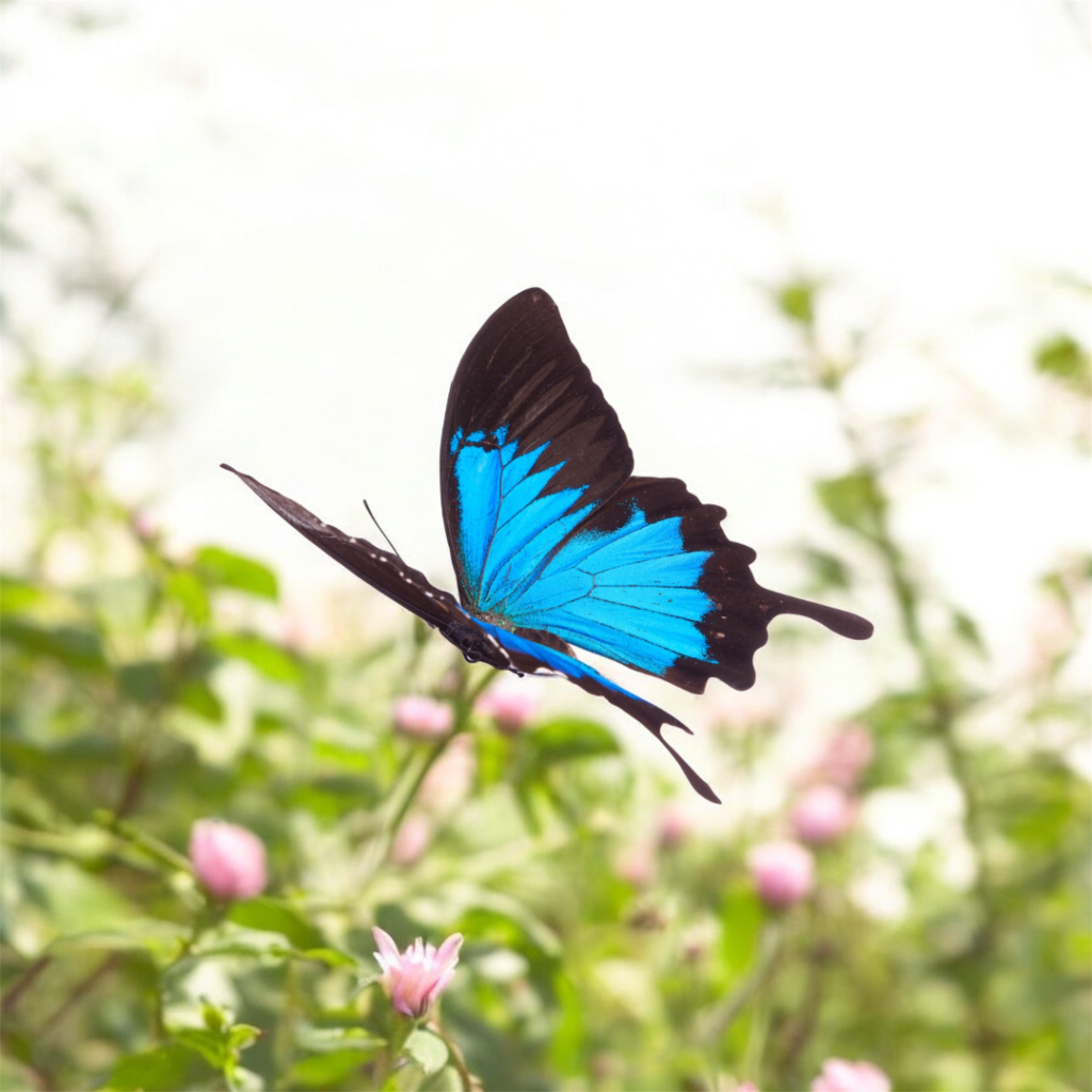 バタフライ 蝶々 イメージ