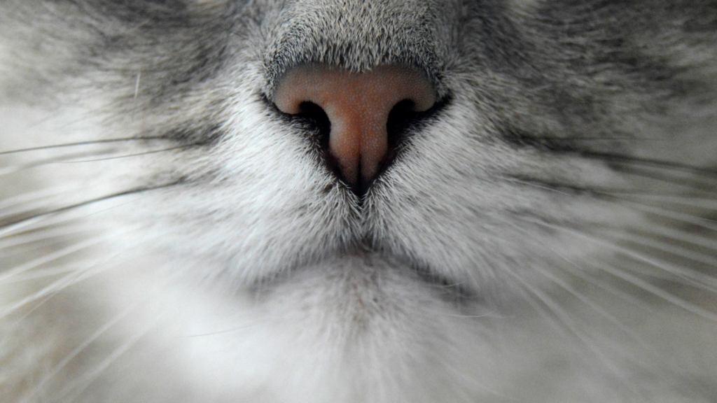 鼻紋 猫 イメージ