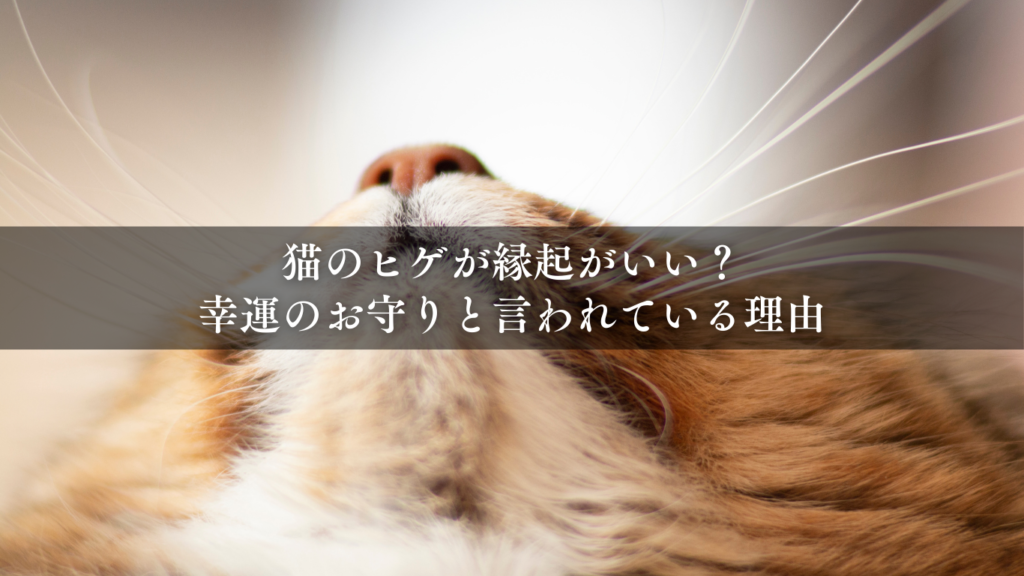 猫のヒゲが縁起がいい？幸運のお守りと言われている理由